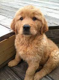 Golden retriever puppies are adorable and if you are buying one of your own, sometimes making a choice can be difficult. Golden Puppy Love This Face Follow Rushworld On Pinterest New Content Daily Always Something You Ll Love Dog Breeds Little Best Dog Toys Golden Retriever