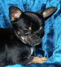 This encourages your new baby to relax and enjoy their spa day. Akc Chihuahuas In Michigan Home Facebook
