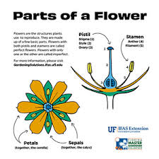 the parts of a flower university of