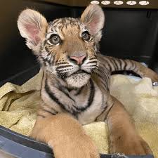 tiger cub rescued from phoenix home