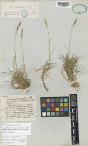 Poa cenisia All. | Plants of the World Online | Kew Science