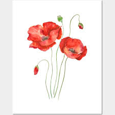 Poppy Flower Posters And Art Prints