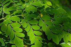 4 benefits of moringa that promotes