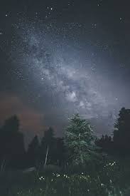 dark night sky stars gr trees