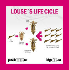 About Lice