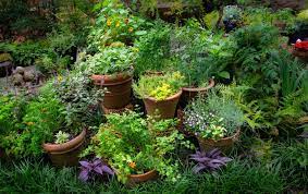 Creating Herb Gardens With Containers
