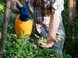 the best insecticide for tomato plants