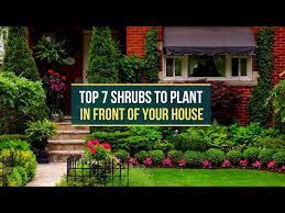 top 7 shrubs to plant in front of your