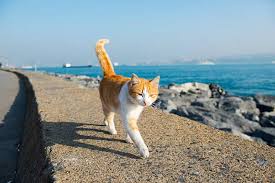 Quick navigation  show short answer: Can Cats Drink Ocean Water All You Need To Know All About Pets