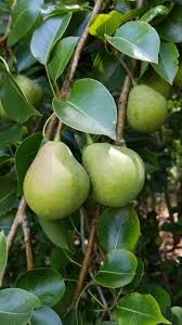 common pear bartlett care watering