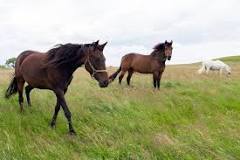 Vilken häst är vanligast i Sverige?