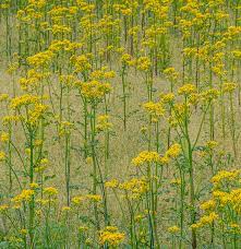 fields of yellow ian adams photography