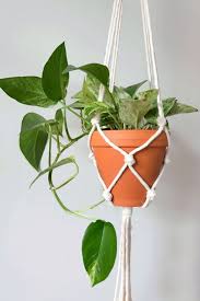 In this article, i am going to tell you everything you need to know about. Are Pothos Poisonous And How To Grow Them Safely Smart Garden Guide