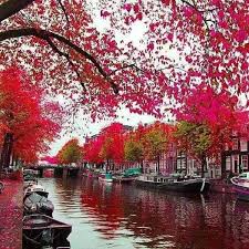 Pink Autumn In Bruge Belgium Some Day Belgium Places