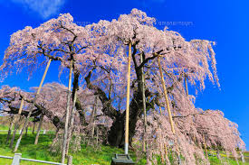 三春の滝桜[10769002148]の写真素材・イラスト素材｜アマナイメージズ さん