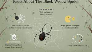 The black widow is shiny black with a red hourglass marking on its underside. 8 Facts About The Black Widow Spider