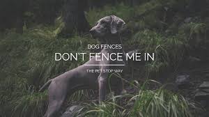 dog fence pet stop dog fence company