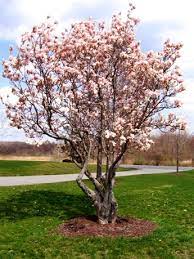 5 Perfect Trees For Planting In Your