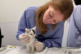 casper the marathon kitten gets clean