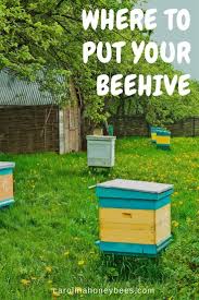 My local bee club orders packages every spring. Finding The Best Location For Your Hive Carolina Honeybees Backyard Bee Backyard Beekeeping Bee Hive