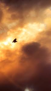 mu08 bird fly sky clouds red sunset
