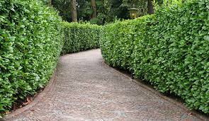 Best Privacy Hedges Evergreens For