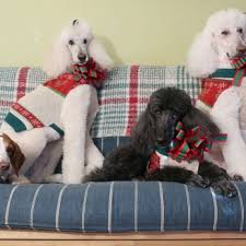 best poodle rescue in new roce ny