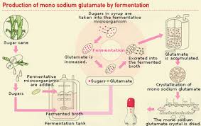 Manufacturing Process Monosodium Glutamate Msg
