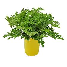 How to grow and use citronella plants. Citronella Plant Guide How To Grow Care For Pelargonium Citrosum