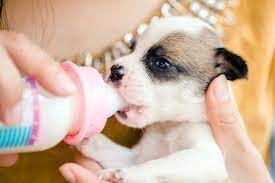 Commercial milk replacers — basically puppy formula — are an important part when it's time for puppies to transition to drinking from a dish, you can pour the milk replacer right into the bowl. How And When To Use Puppy Formula To Bottle Feed A Newborn Puppy Daily Paws