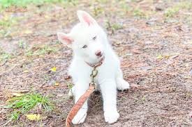 Check out peanut page on instagram! Read This Before You Get A Siberian Husky Puppy