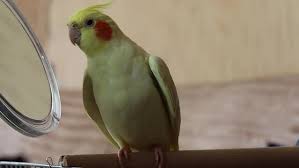 cute parrots images browse 50 stock