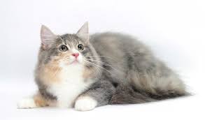 It loves everyone in your family and follows its owner around wherever he goes. Norwegian Forest Cat Breed Information