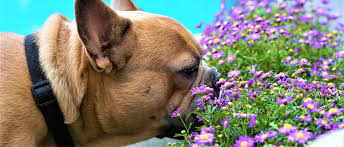 0,1 g pro kg körpergewicht ist die toxische dosis, tödlich wirkt das xylit bzw. Giftige Pflanzen Fur Hunde Edogs De Magazin