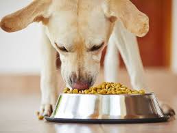 Indian Homemade Food For Labradors And Golden Retriever Dog