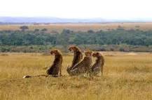 How many days do I need on Safari in Masai Mara? -All you ...