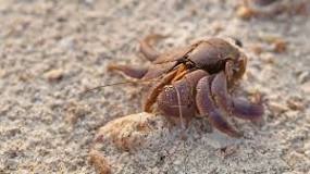 how-long-can-a-hermit-crab-live-without-a-shell