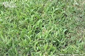 Crabgrass Established In Lawn Pre Emergent Herbicide Control Canada