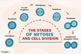 the ses of mitosis and cell division