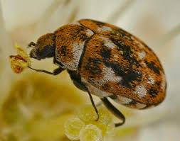 carpet beetle johnson pest control