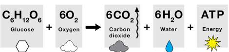 Aerobic Respiration Definition