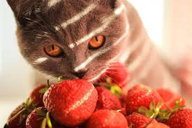 There are also cats that will eat deliciously if you put a strawberry in yogurt, so please try it. Can Cats Eat Strawberries We Re All About Cats