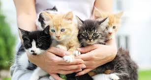 when can kittens be adopted here s how