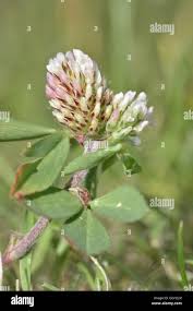 Twin-headed Clover - Trifolium bocconei Stock Photo - Alamy