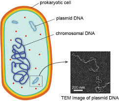 structures in a prokaryotic cell