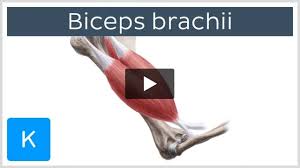 biceps brachii muscle origin