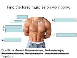 Wikimedia commons has media related to muscles of the human torso. Muscles Of The Torso Upload 8 21 Muscles