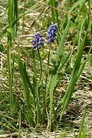 Muscari botryoides (L.) Mill. | Plants of the World Online | Kew Science