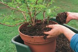 get rid of worms in potted plants