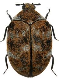 carpet beetles vs bed bugs how to tell